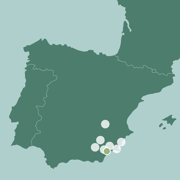 Le nostre insalate provenienti dalla Spagna