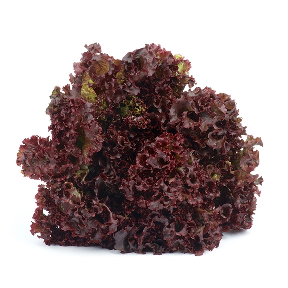 Lollo red | Head salad