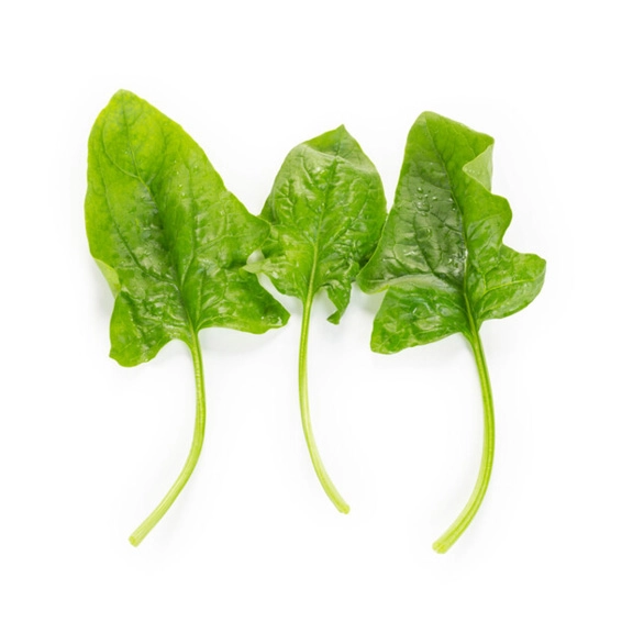 Spinach (15+ cm) | Leaf